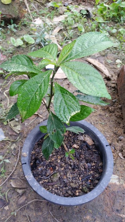 Langkah demi langkah untuk hasilkan anak pokok tin kaedah tut. Warisan Petani: Pokok Pecah Kaca