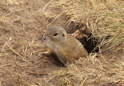 How To Fill Ground Squirrel Holes