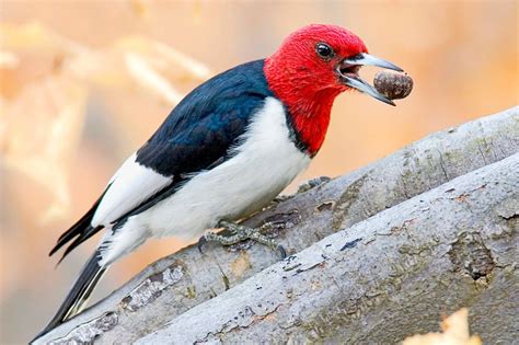 Meet The Red Headed Woodpecker Woodpecker Backyard Birds Bird Species