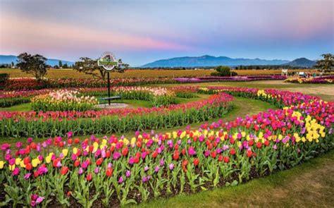 Tiptoe Through The Tulips In Washingtons Skagit Valley
