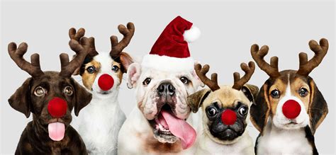 Christmas Can Be Deadly Time For Your Pets So Keep Them Safe