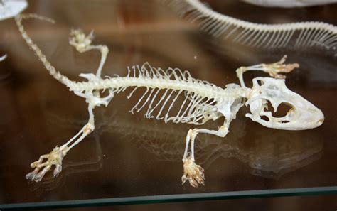 Gecko Bone Anatomy