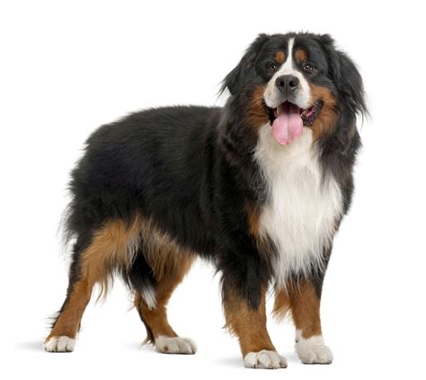 Pin By Squires On Giant Dog Breeds Bernese Mountain Dog