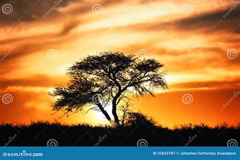 Sunset Against Acacia Tree On African Plains Stock Image Image Of