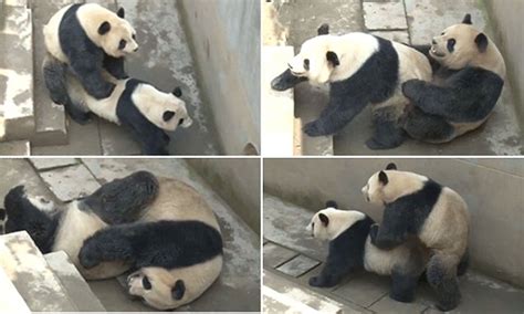 Lu Lu The Panda Sets New Sex Record In China Lasting 18 Minutes Daily