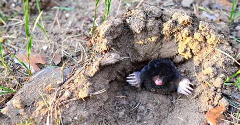 Whats A Baby Mole Called And 4 More Amazing Facts Imp World