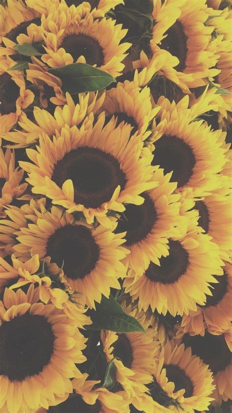 Sunflower Aesthetic Wallpapers Top Những Hình Ảnh Đẹp