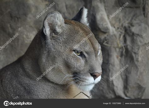 Close Up Of A Puma — Stock Photo © Trek13 135273980