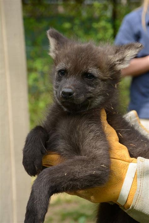 Maned Wolf Pups At Greensboro Science Center Zooborns