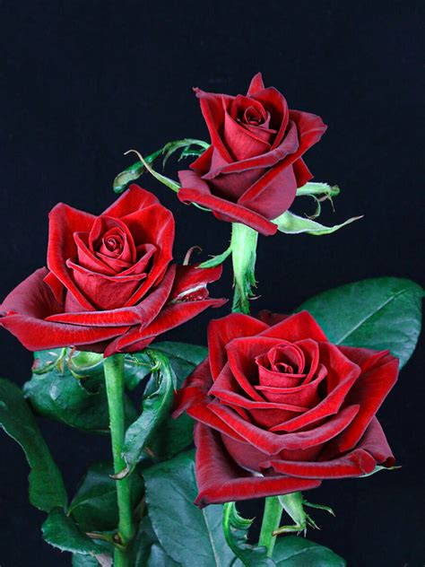 Most Beautiful Red Rose Flowers In The World Best Flower Site