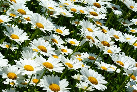Free Stock Photo 4299 Daisies Freeimageslive
