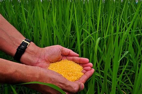 Philippines Clears Golden Rice For Commercial Use Bangladesh May Approve Soon The Financial