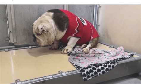 Our goal is to make the best rescue match taking into consideration the rescue bulldogs background and your family's needs. Update on sad bulldog: Matilda has left the building ...