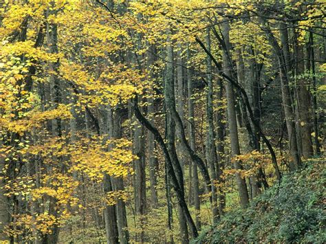 Mountains Nature Autumn Forests Tennessee Wallpapers Hd Desktop