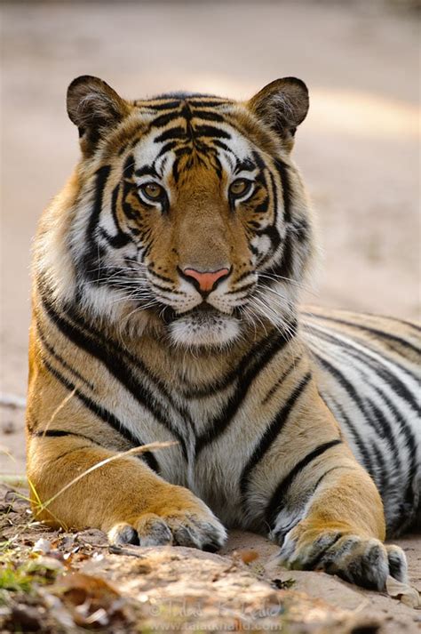 Tiger Portrait Talat Khalid