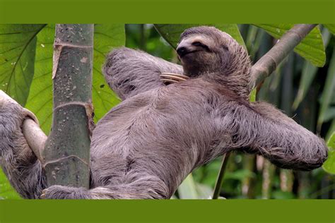 10 Sloths Who Are Thinking About Sex Right Now
