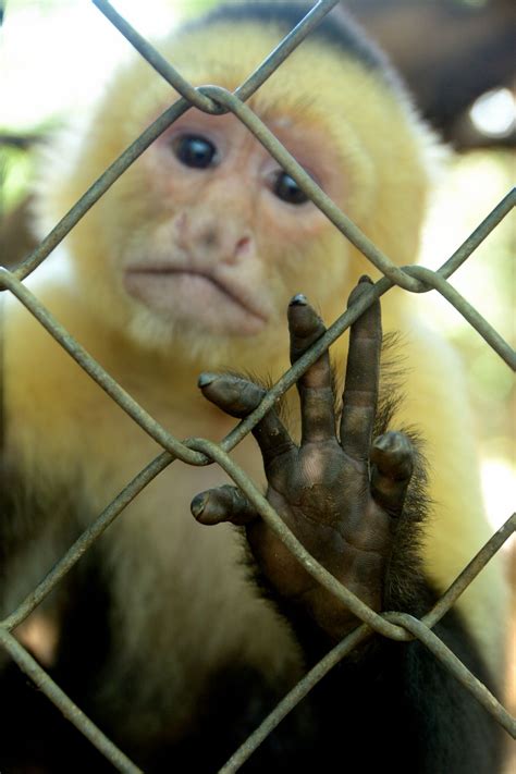 The Sad Monkey Smithsonian Photo Contest Smithsonian Magazine