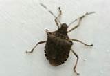 Images of Brown Marmorated Stink Bug Control