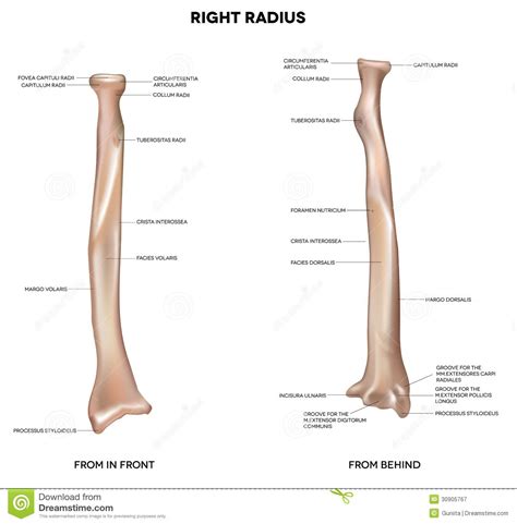 Consisting of the clavicle (collar bone) and scapula (shoulder blade), the pectoral girdle forms the attachment point between the arm and the. radius bone markings - Google Search | Radius bone ...
