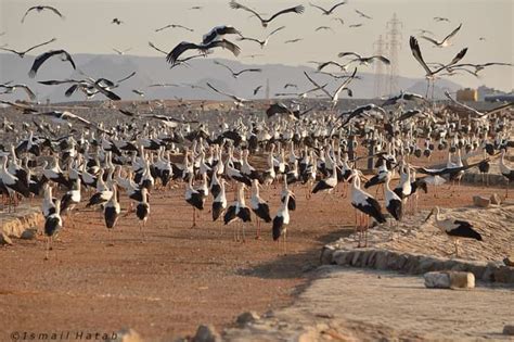 En Migration Route To Safrica Flocks Of White Storks Recorded In