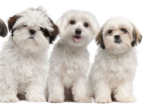 Maltese Shih Tzu Mix Breed Information All Things Dogs Shih Tzu