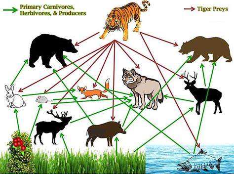 Every ecosystem, or community of living. In your opinion what is the "Ultimate Apex Predator"