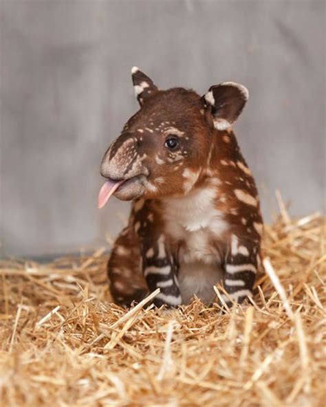 Top 10 Cutest Baby Animals Who Wants One