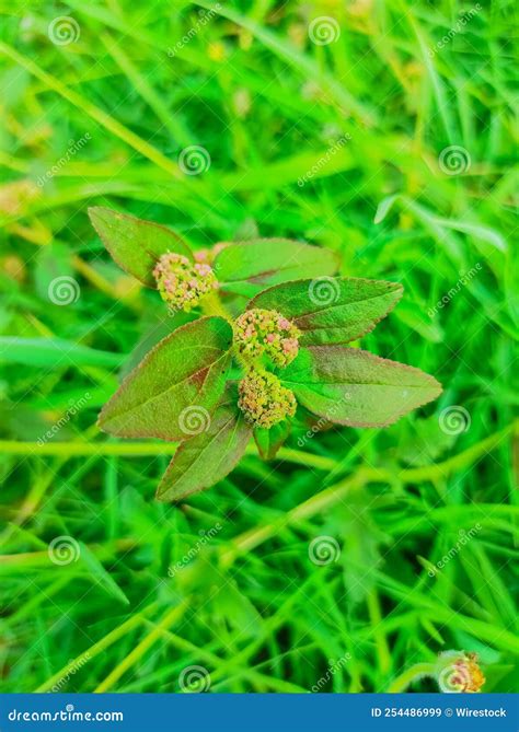 Closeup Shot Of Dudheli Ayurvedic Medicinal Plants Flowers And Fruit