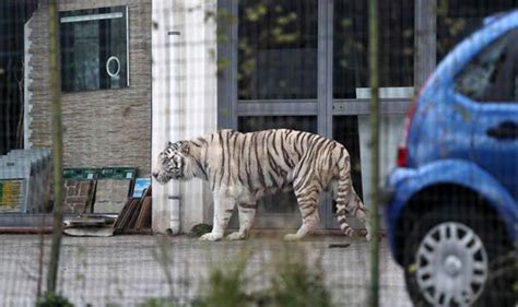 Escaped Tiger Captured Alive After Killing Keeper Anaedoonline
