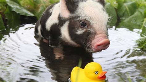 Rubber Ducks Pigs Baby Animals Animals Water Wallpapers Hd Desktop And Mobile Backgrounds