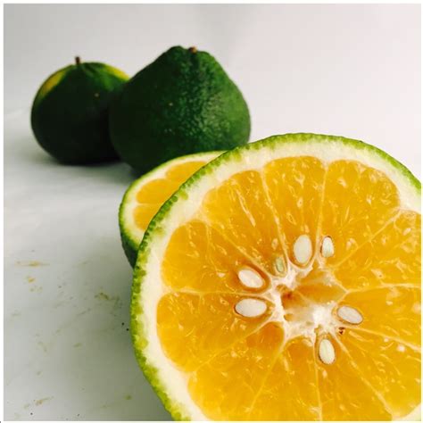 Markets its brand of tangelos from jamaica. Ugli™ Fruit Information, Recipes and Facts