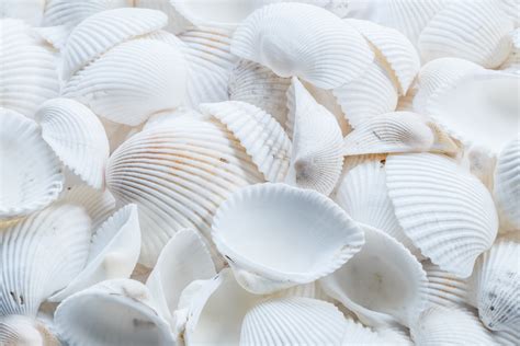 Close Up Photography Of White Shells · Free Stock Photo