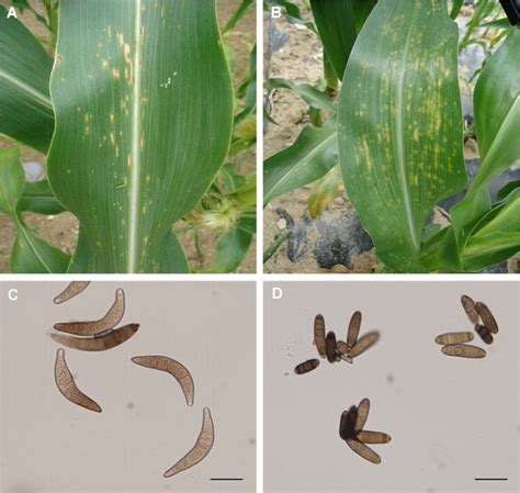 Symptoms Of Two Fungal Diseases In Maize A Southern Corn Leaf Blight