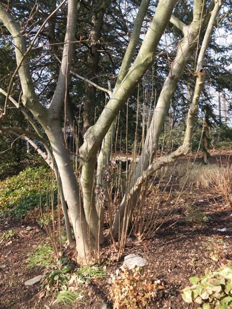 And remember that you can not prune more. Pruning a japanese magnolia | Japanese magnolia, Arboretum ...