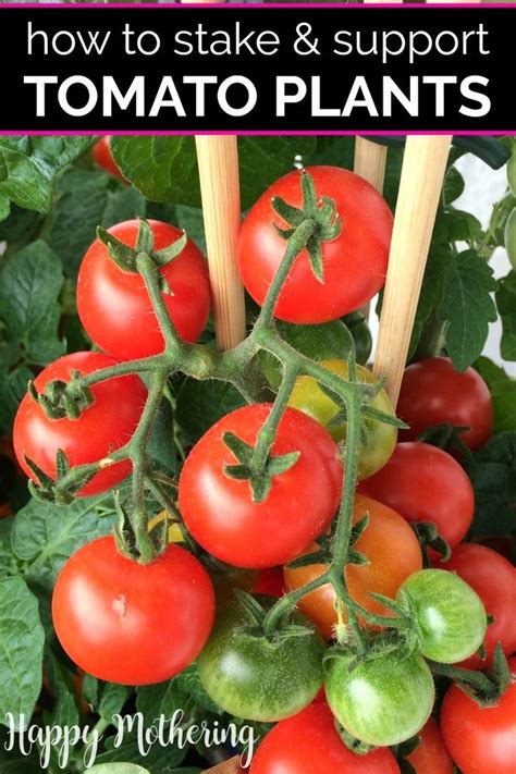 7 Ways To Support And Stake Tomato Plants Cherry Tomato Plant
