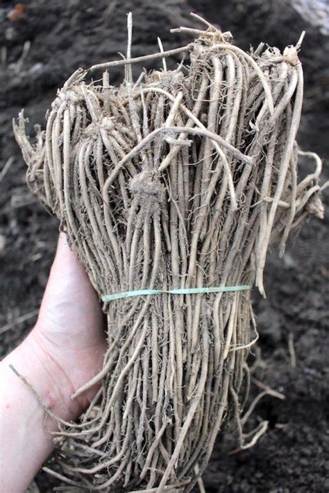 It turns out that the root of asparagus (asparagus officinalis) in particular, asparagus root has been used to build up the health of the kidneys so that they can. How to Plant Asparagus | Asparagus plant, Asparagus roots ...