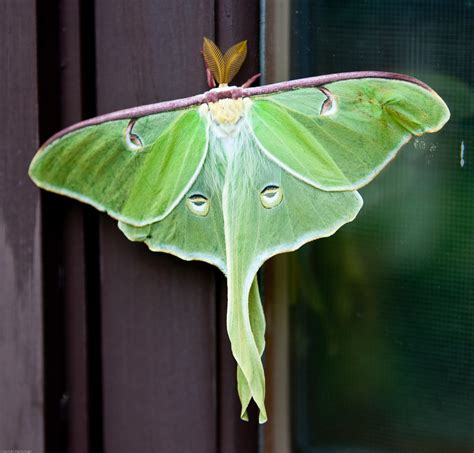 Luna Moth Moths And Butterflies Of North Carolina ·