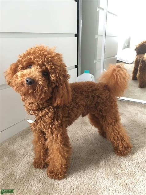 Red Miniature Poodle Stud Dog Florida Breed Your Dog