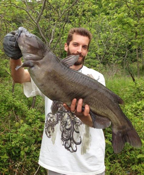 Trophy Lake Erie On Tributary Channel Catfish Canadian Sportfishing