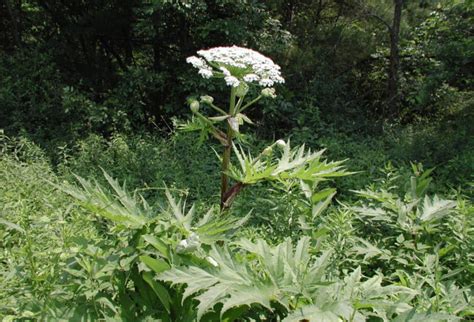 Giant Hogweed A Toxic Plant You Need To Know About In Va Wtop