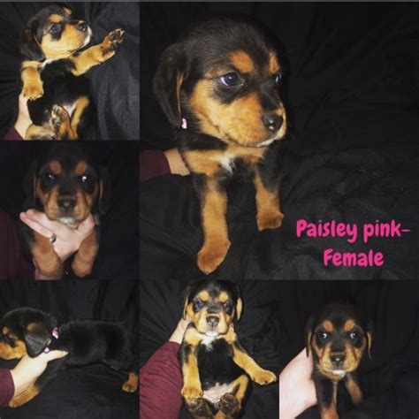Maybe you would like to learn more about one of these? Rottweiler puppy dog for sale in PENN YAN, New York