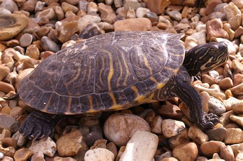 American Freshwater Turtle Washes Up Thousands Of Miles From Home On