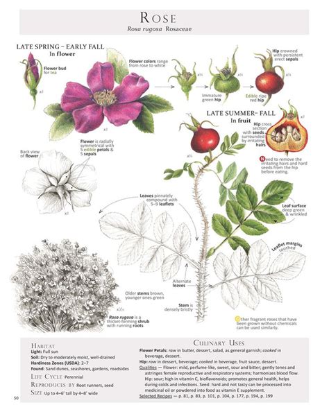 188 Best Wild Roses Images On Pinterest Botanical Illustration Roses