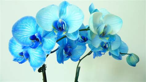 42 Blue Orchid Wallpaper On Wallpapersafari