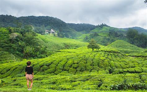 The cheapest way to get from kuala lumpur sentral station to cameron highlands costs only rm 26, and the quickest way takes just 2½ hours. The Ultimate Guide To Visiting The Cameron Highlands ...