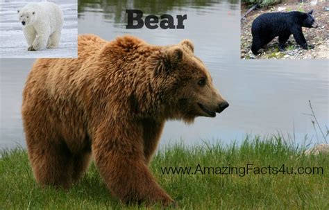 65 Amazing Facts About Bear Amazing Facts 4u Com