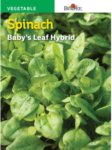 Burpee Babys Leaf Hybrid Spinach Seeds 1 Ct Ralphs