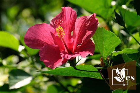 Holes In Hibiscus Leaves What Causes Them And How To Fix It