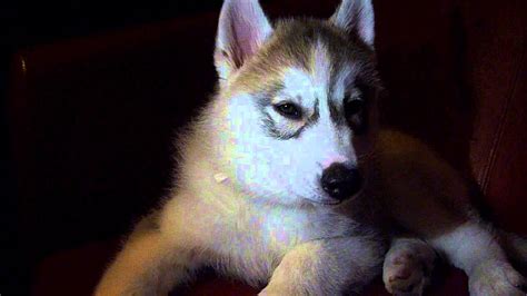 Zeus 9 Week Old Sable Siberian Husky Puppy Youtube