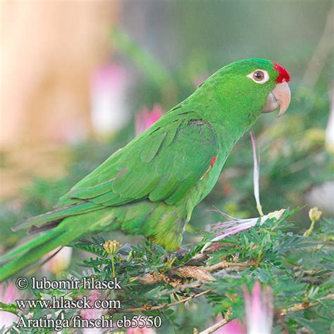 Aratinga Finschi Finschs Conure Crimson Fronted Parakeet